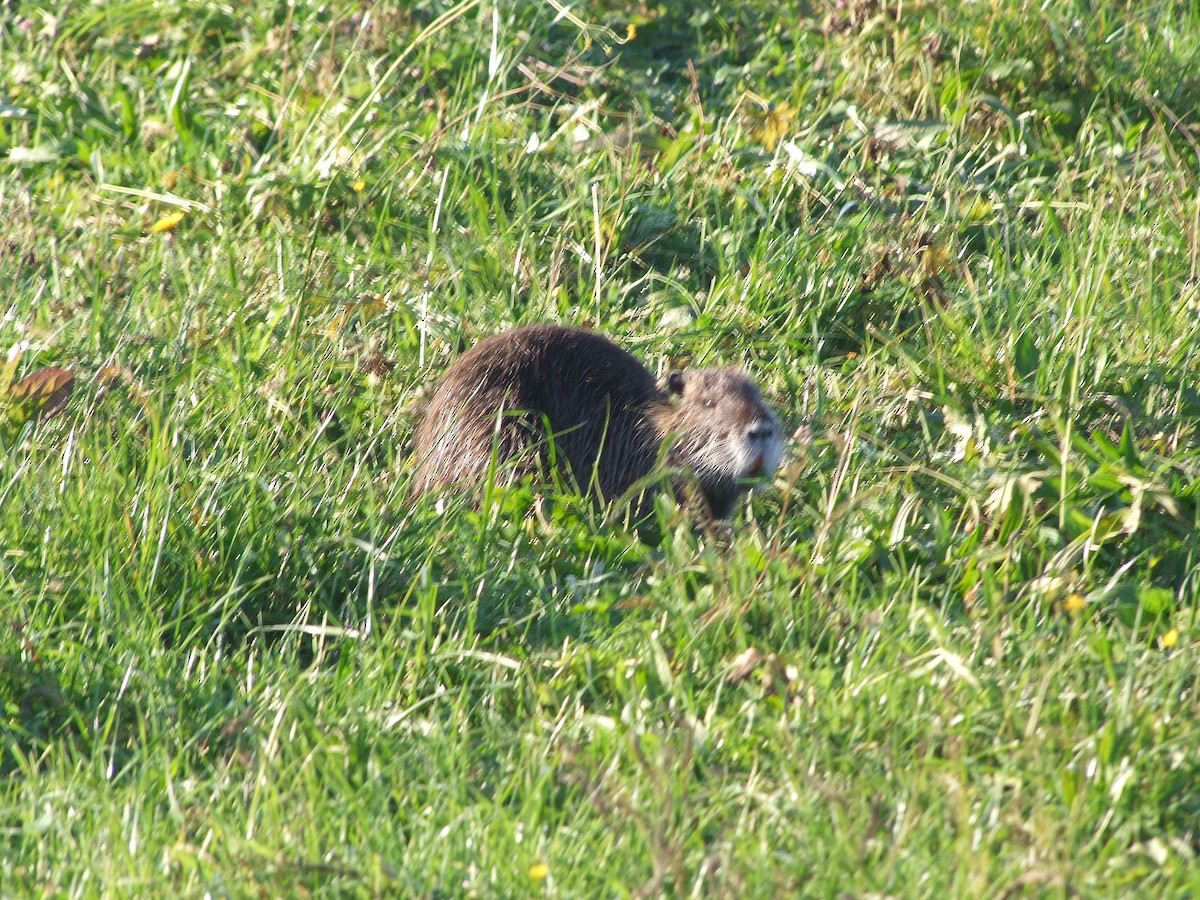 Coypu - ML646685402