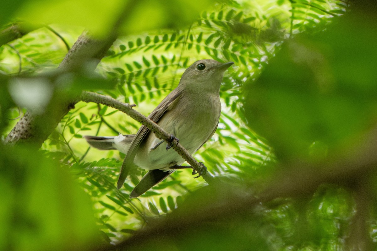 Taiga Flycatcher - ML646685403