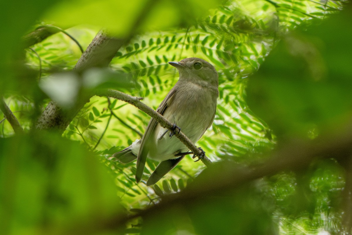 Taiga Flycatcher - ML646685404