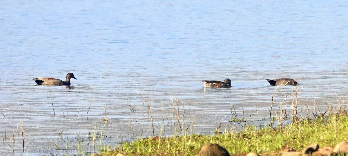 Бор нугас - ML646685405