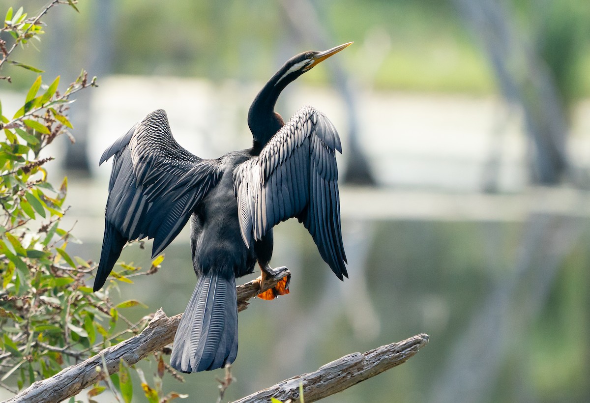Australasian Darter - ML646685409