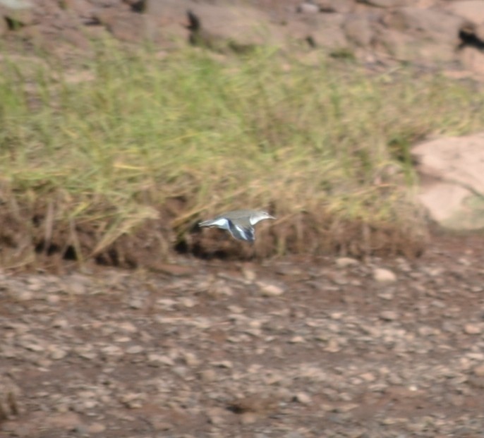 pisík americký - ML646685410