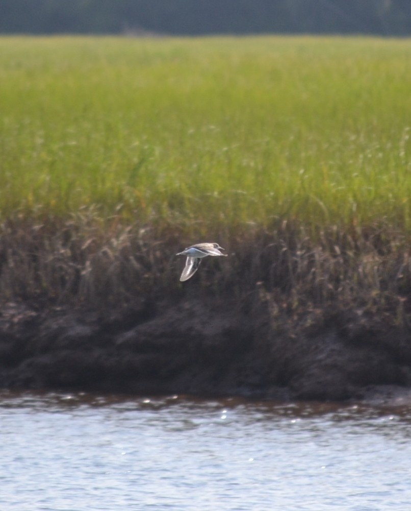 pisík americký - ML646685411