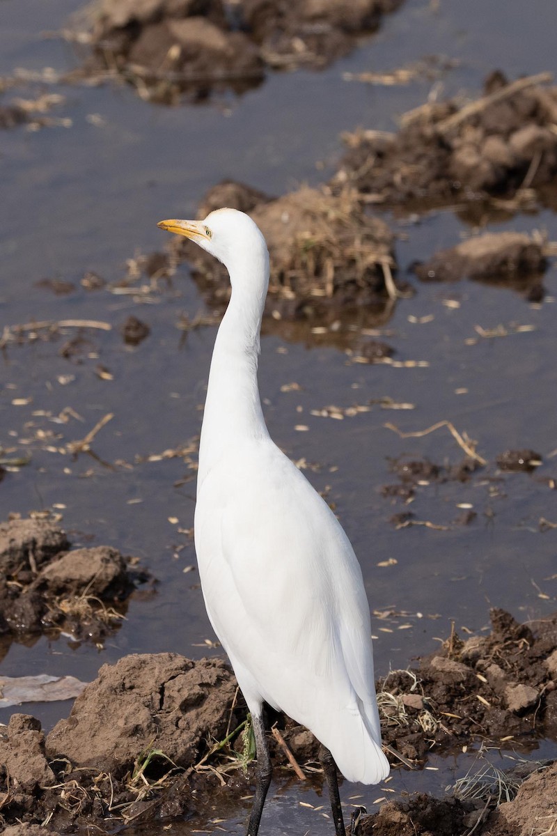 Eastern Cattle-Egret - ML646685412