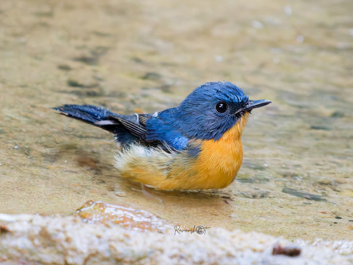 山藍仙鶲 - ML646685413