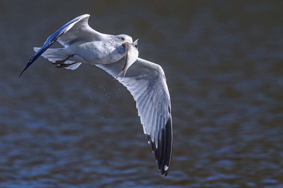 Мартин делаверський - ML646685414