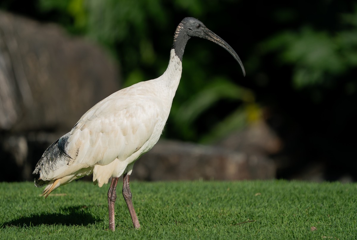 Australian Ibis - ML646685415
