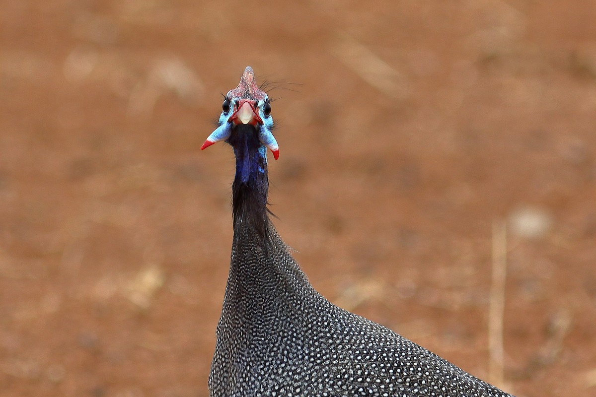 ホロホロチョウ - ML646685416