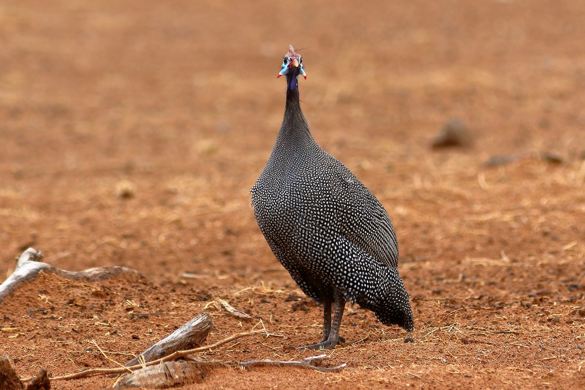 ホロホロチョウ - ML646685417