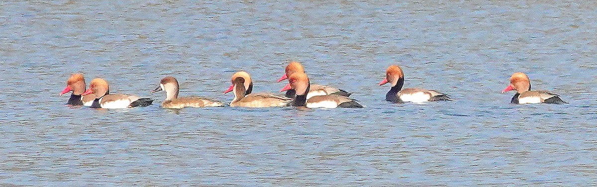 Улаан хошуут биваан - ML646685418