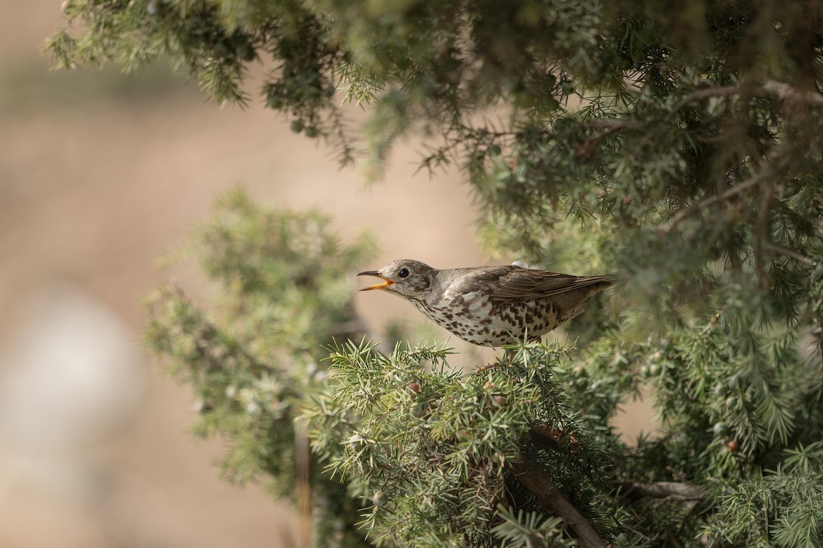 Mistle Thrush - ML646685421