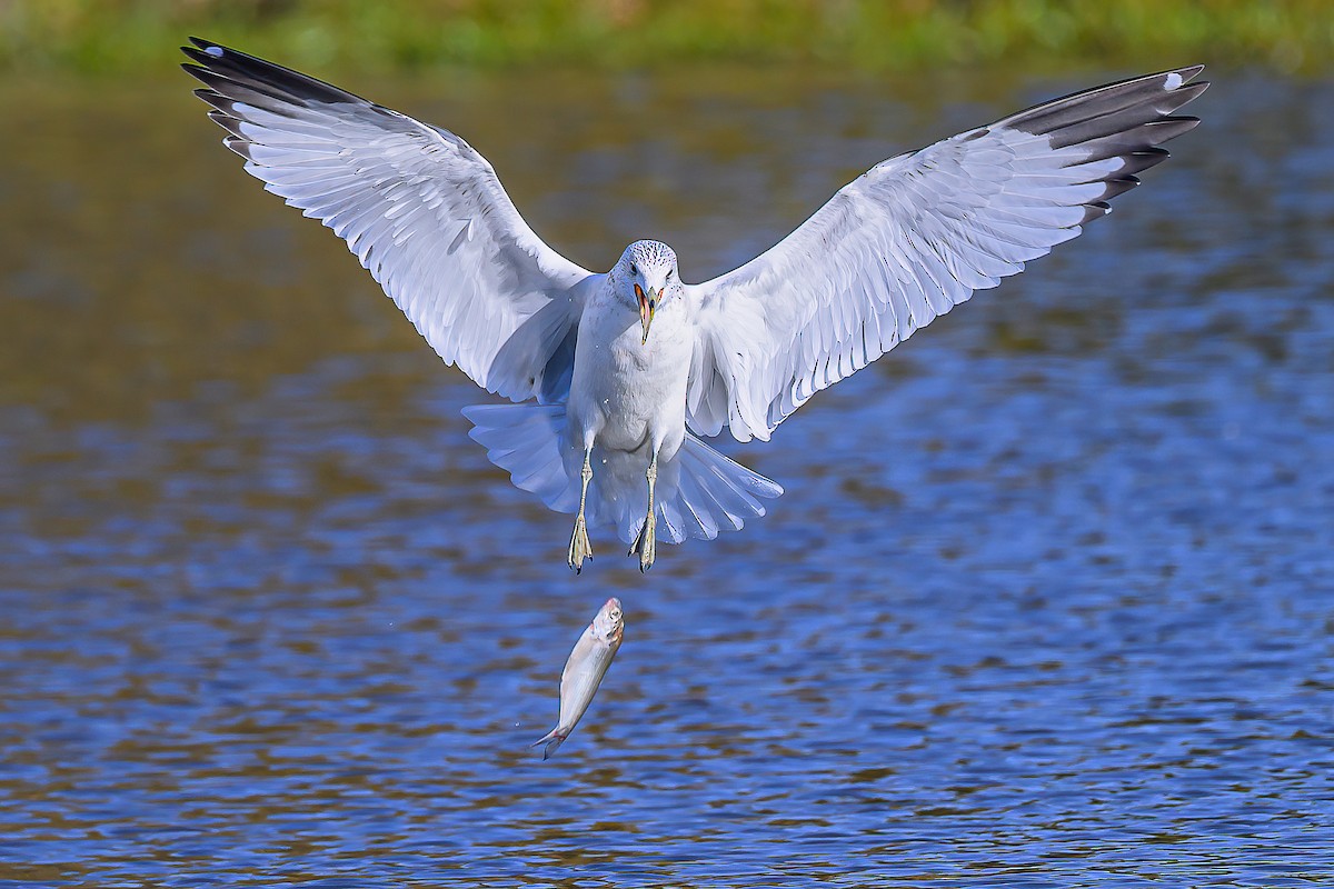 Мартин делаверський - ML646685422