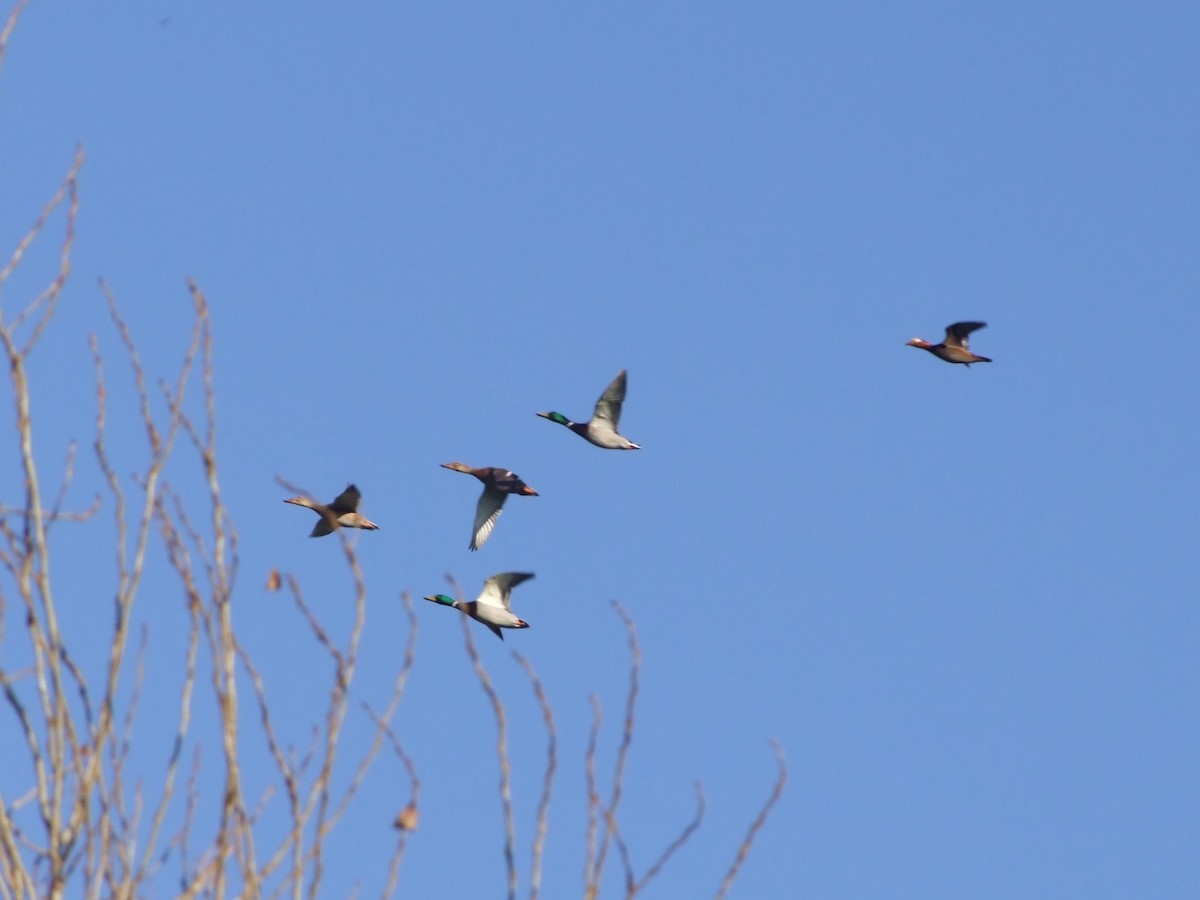 Mallard - ML646685423