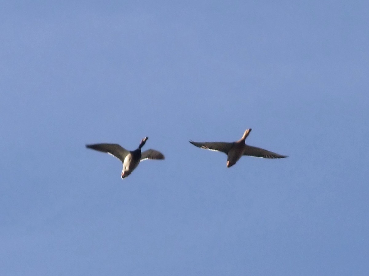 Mallard - ML646685424