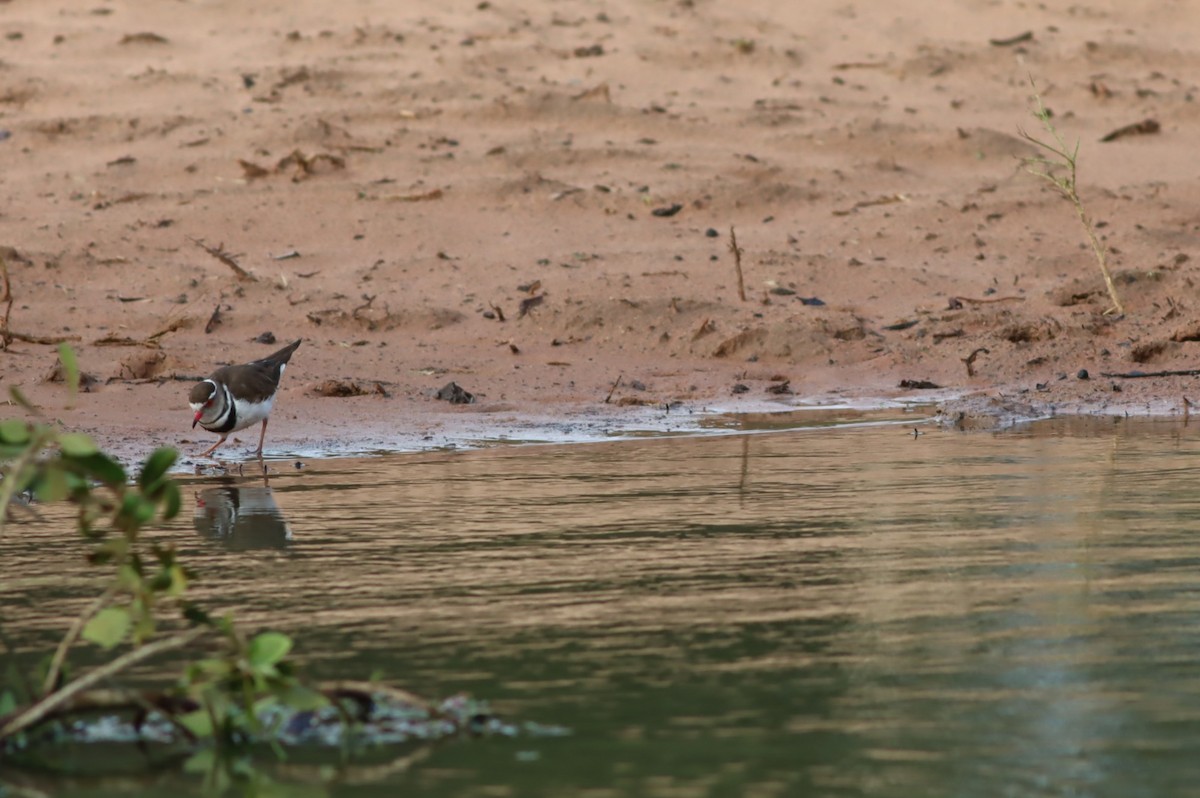 Three-banded Plover - ML646685425