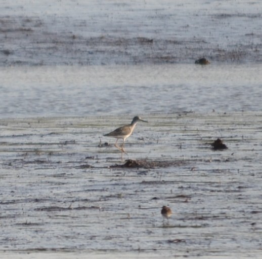 Lesser Yellowlegs - ML646685426