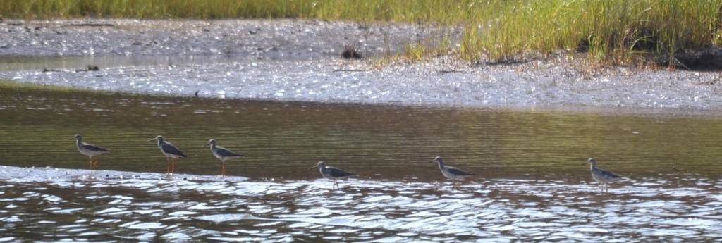 Lesser Yellowlegs - ML646685427
