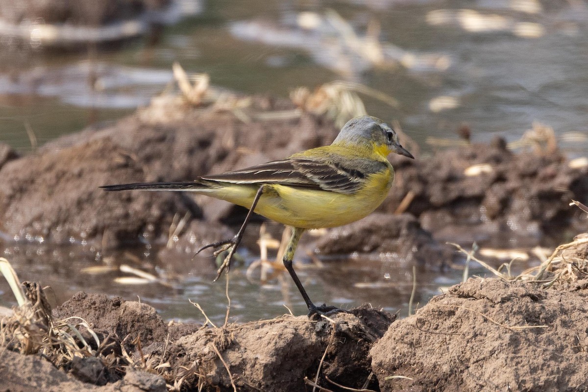 Cutrettola - ML646685428