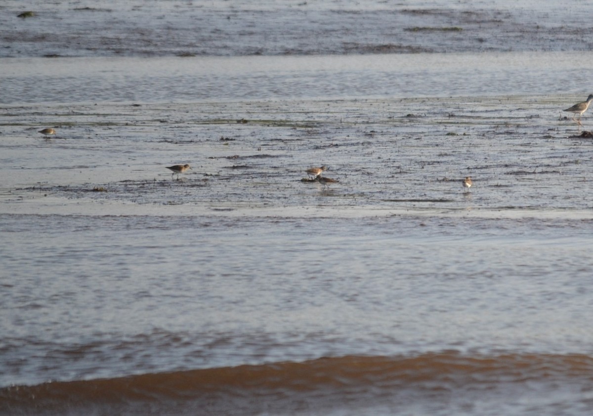 Least Sandpiper - ML646685433