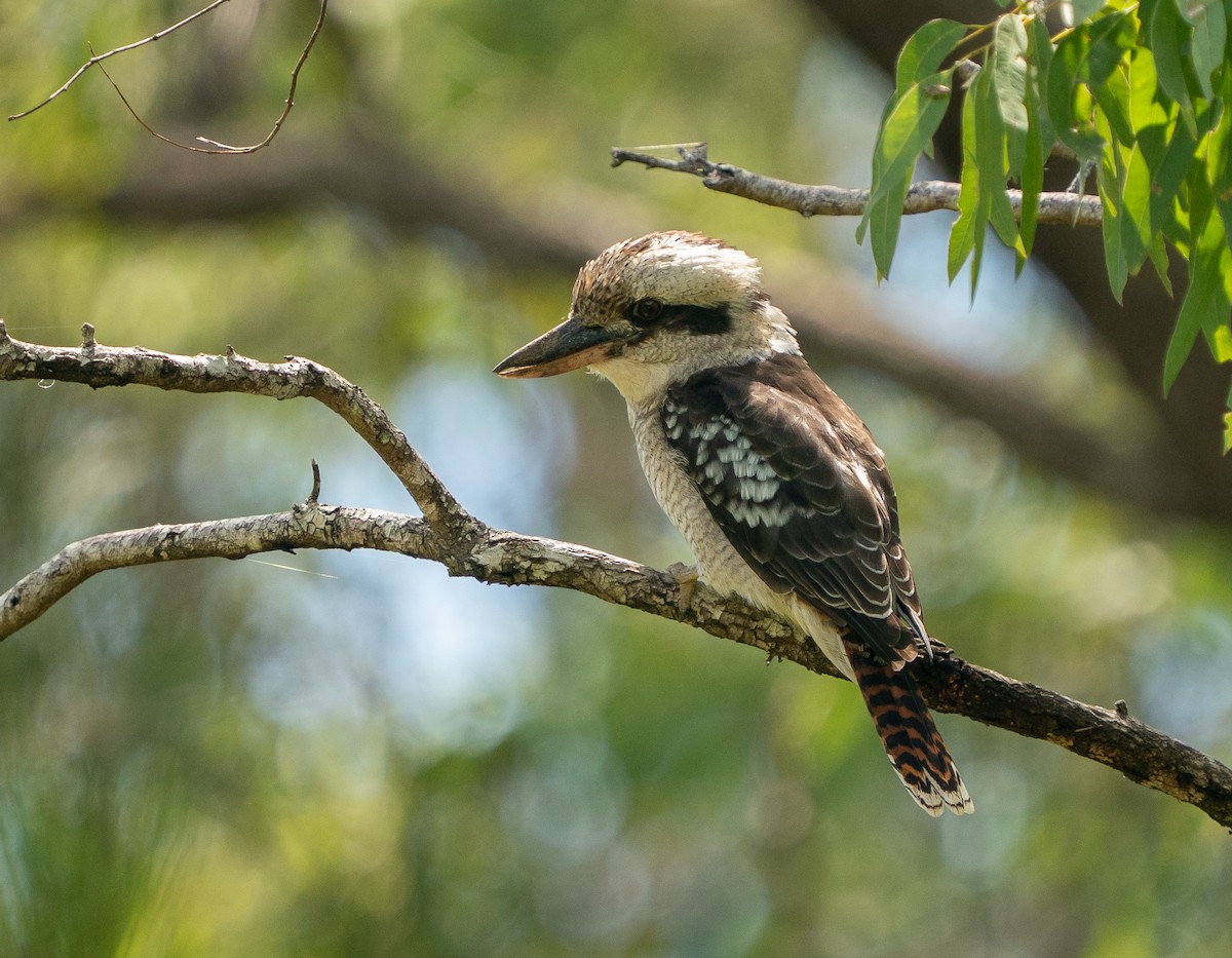 Laughing Kookaburra - ML646685434