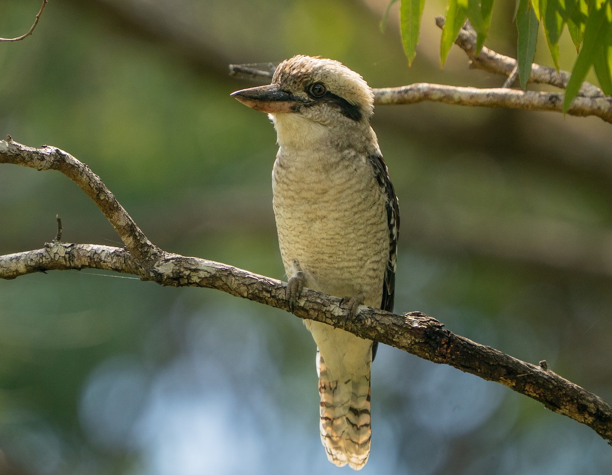 Laughing Kookaburra - ML646685435