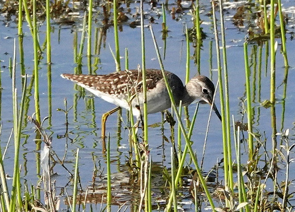 Шугуйн хөгчүү - ML646685436