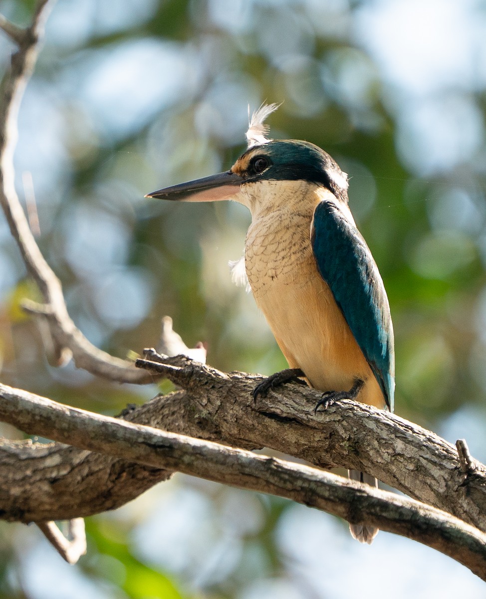 Sacred Kingfisher - ML646685437