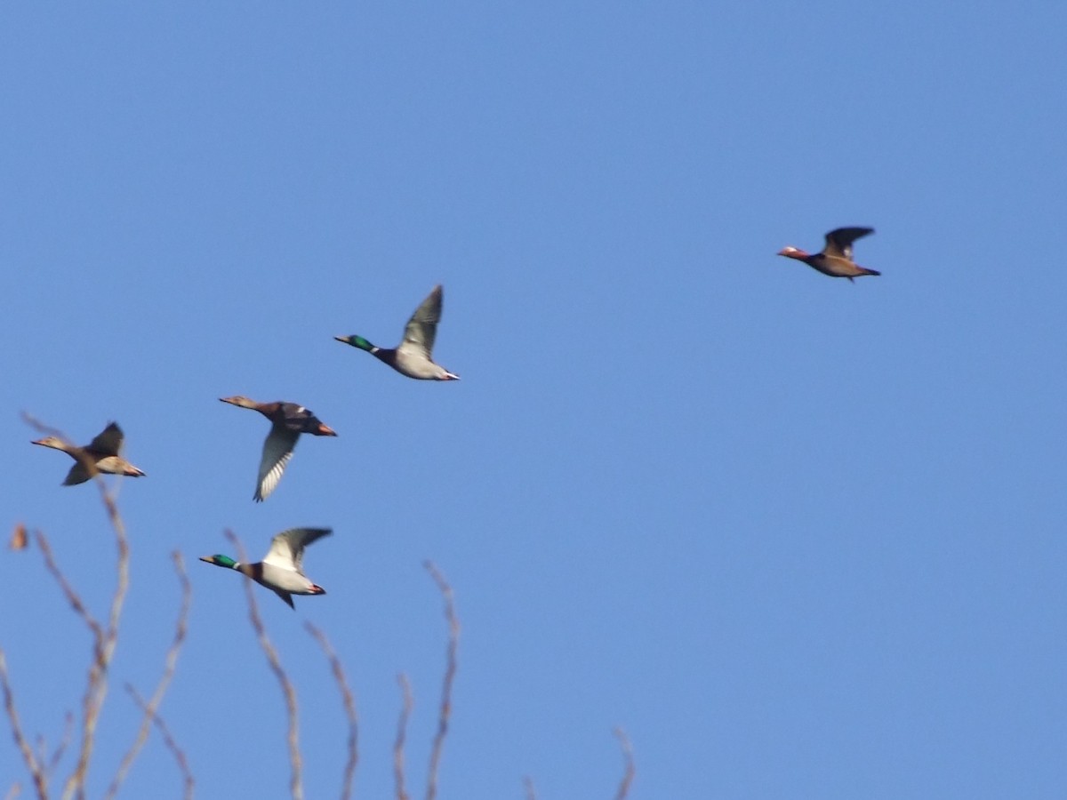 Red-crested Pochard - ML646685439