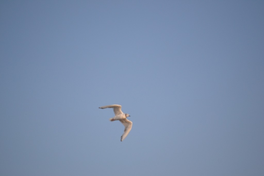 Bonaparte's Gull - ML646685440