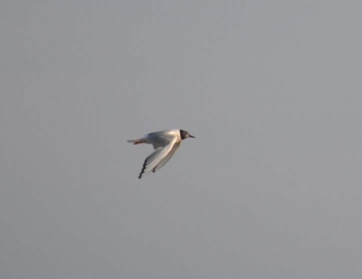 Bonaparte's Gull - ML646685441
