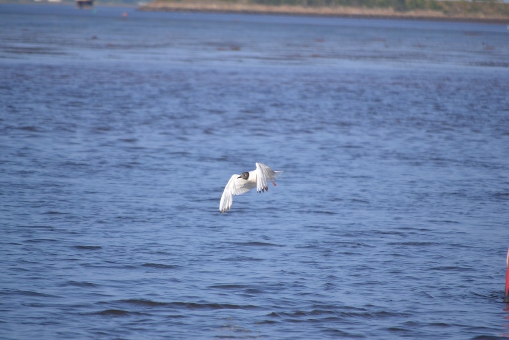 Bonaparte's Gull - ML646685443