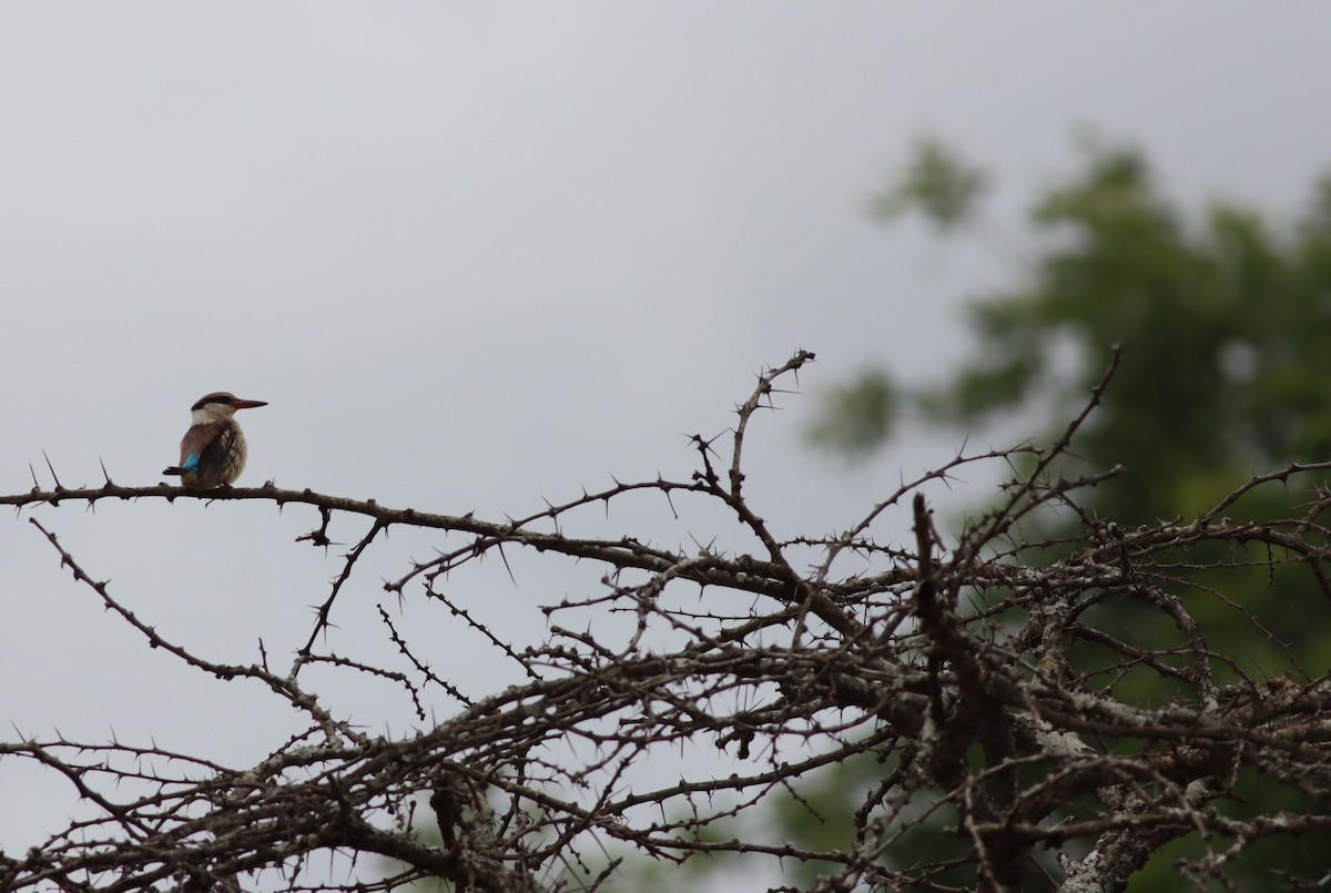 ledňáček žíhaný - ML646685444