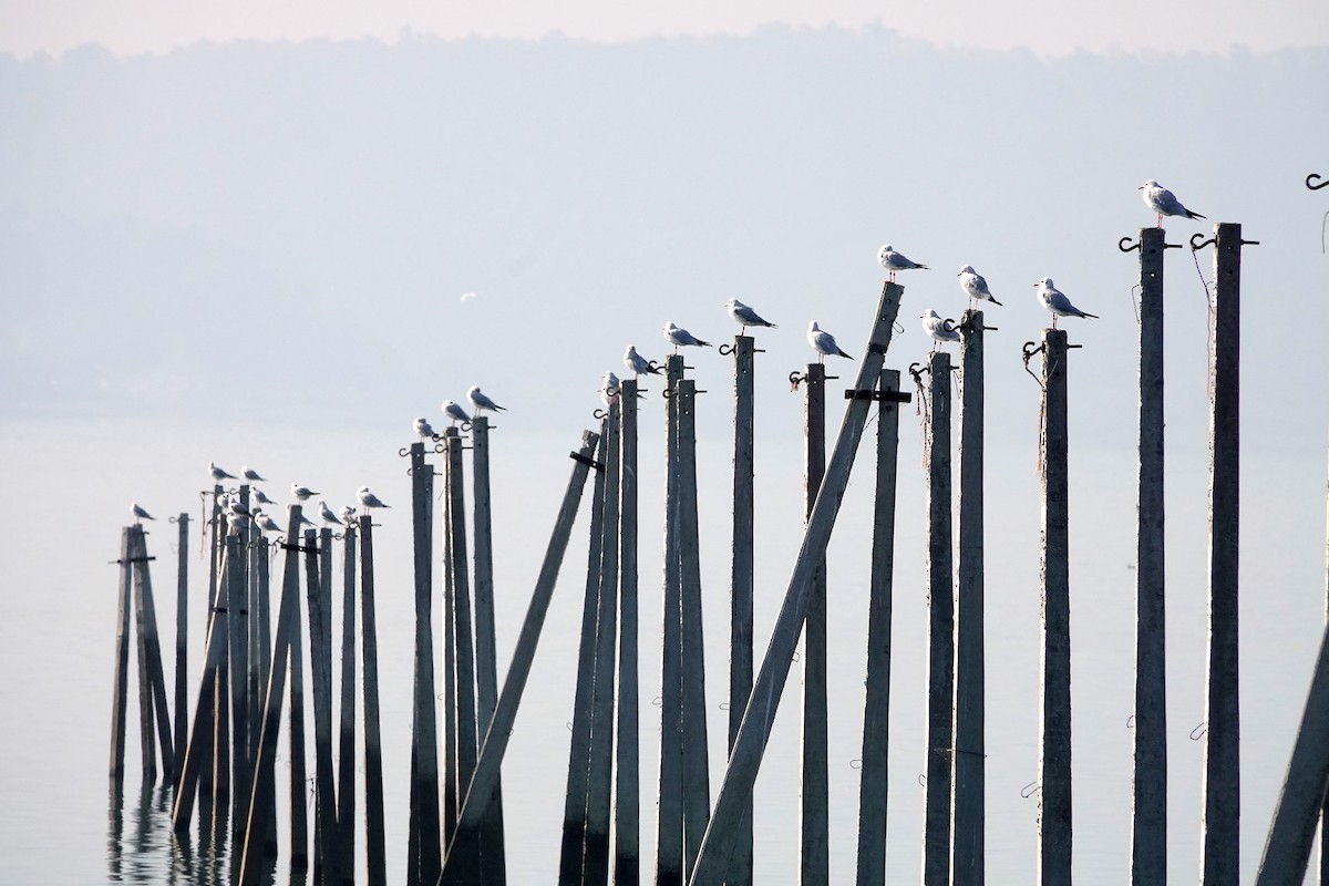 racek hnědohlavý - ML646685445