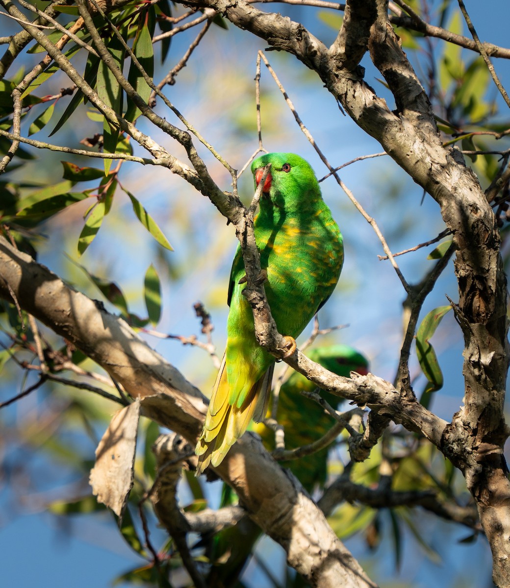 Scaly-breasted Lorikeet - ML646685446