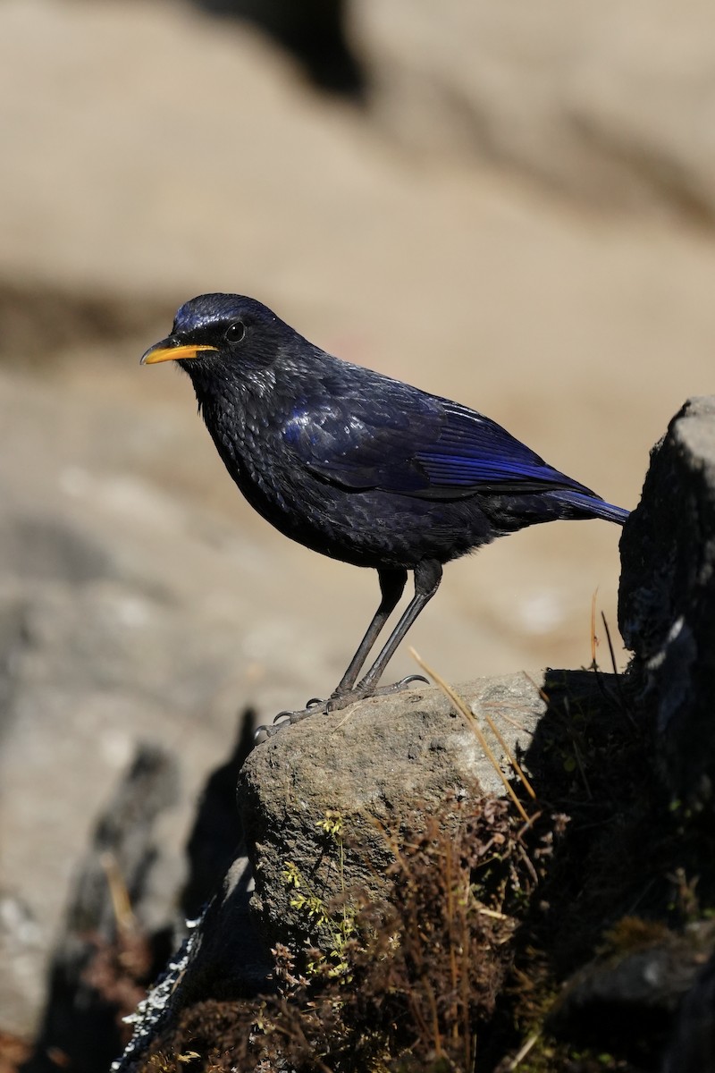 Blue Whistling-Thrush - ML646685447