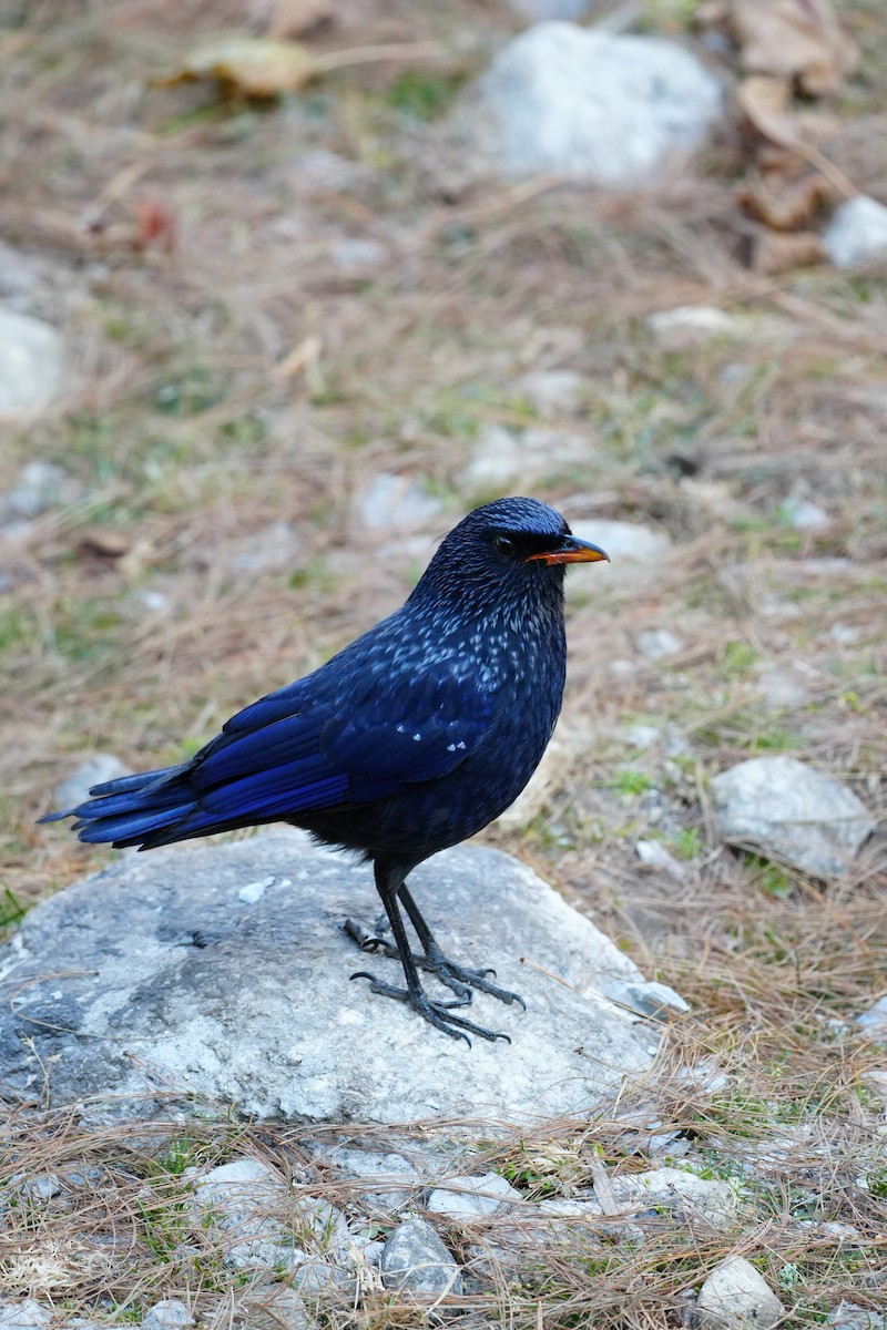 Blue Whistling-Thrush - ML646685448