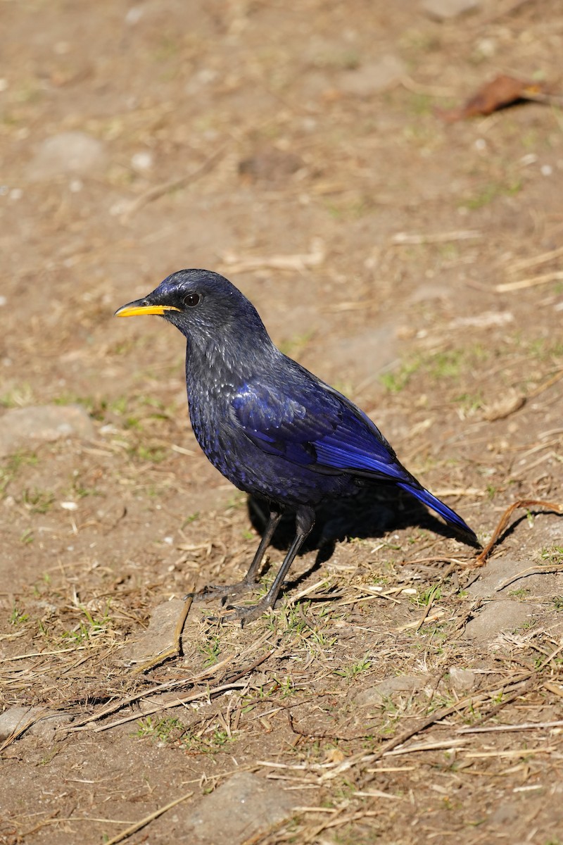 Blue Whistling-Thrush - ML646685449