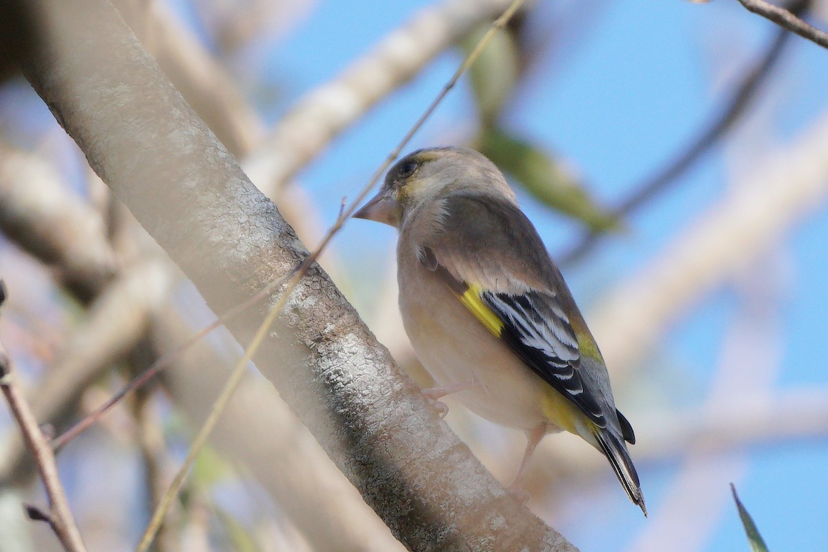 Oriental Greenfinch - ML646685450