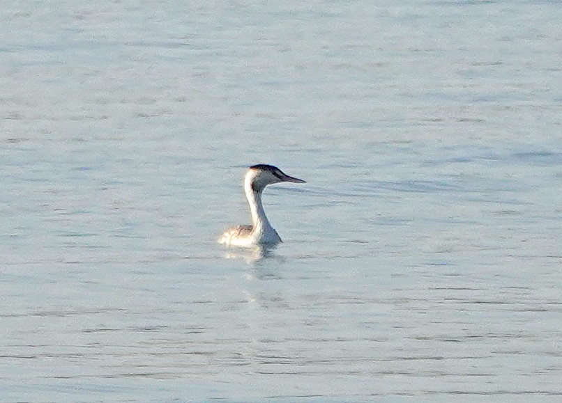 Haubentaucher - ML646685453