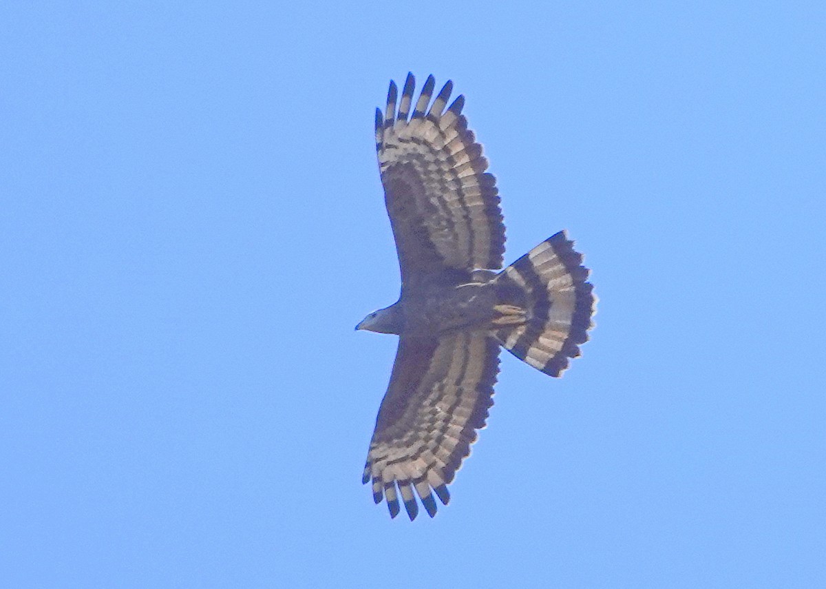 Crested Serpent-Eagle - ML646685455