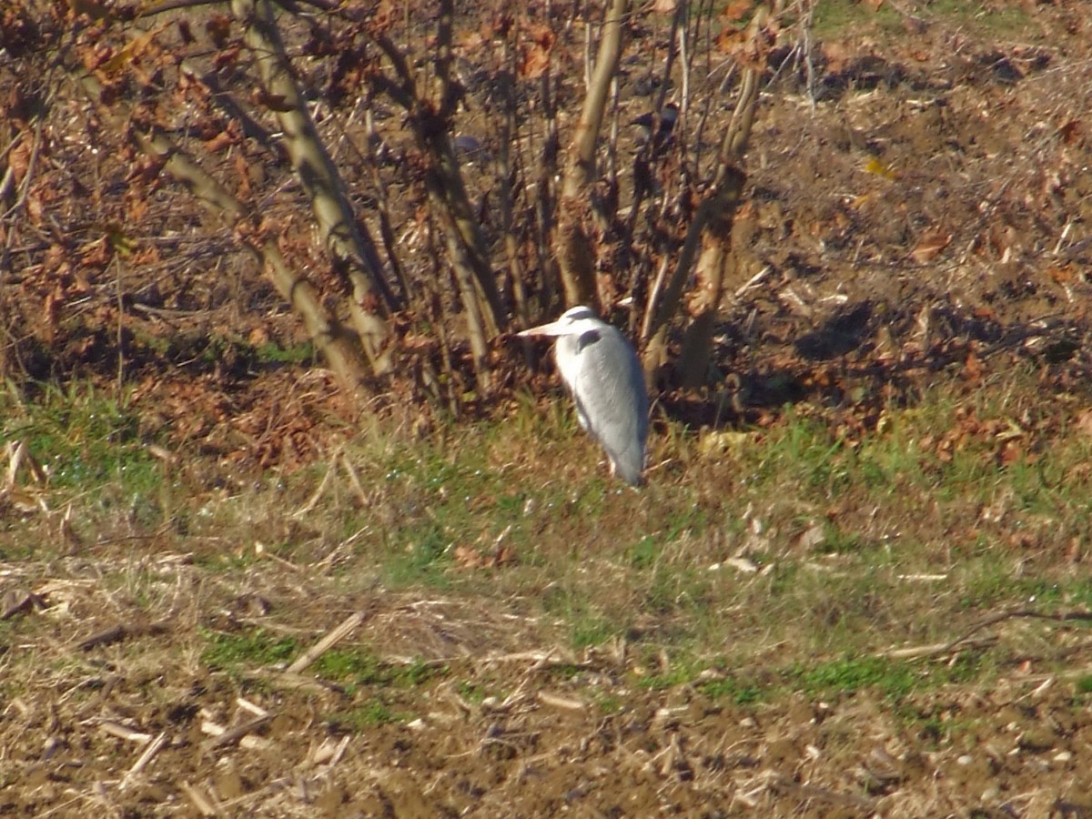 Gray Heron - ML646685456