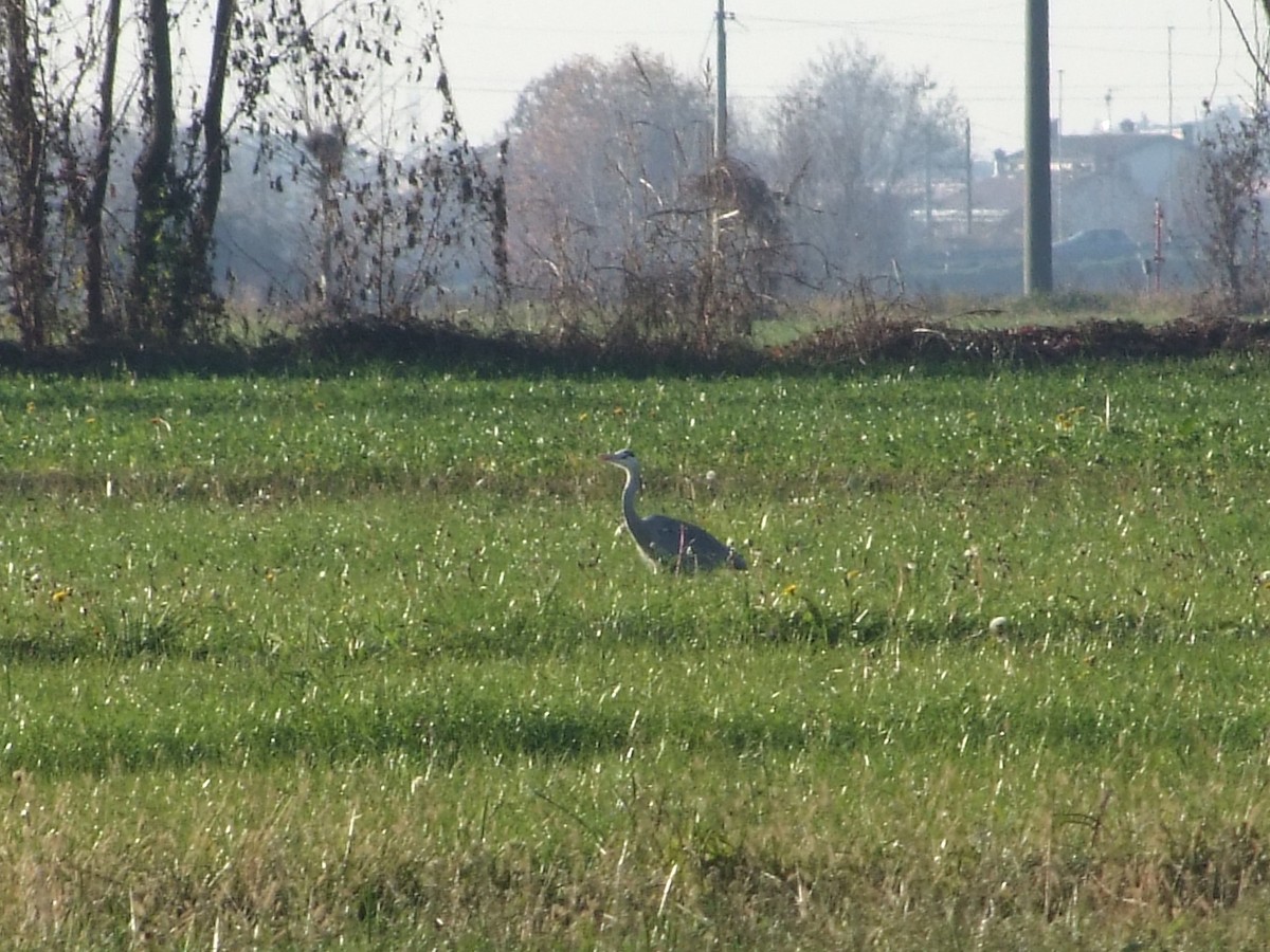 Gray Heron - ML646685457