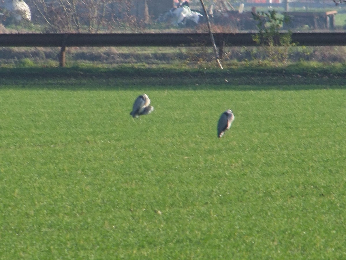 Gray Heron - ML646685458