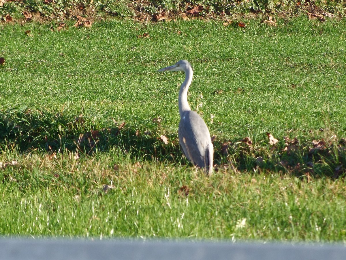 Gray Heron - ML646685459