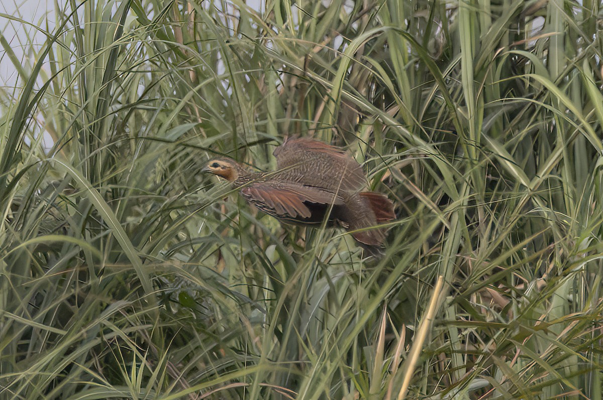 Swamp Francolin - ML646685463