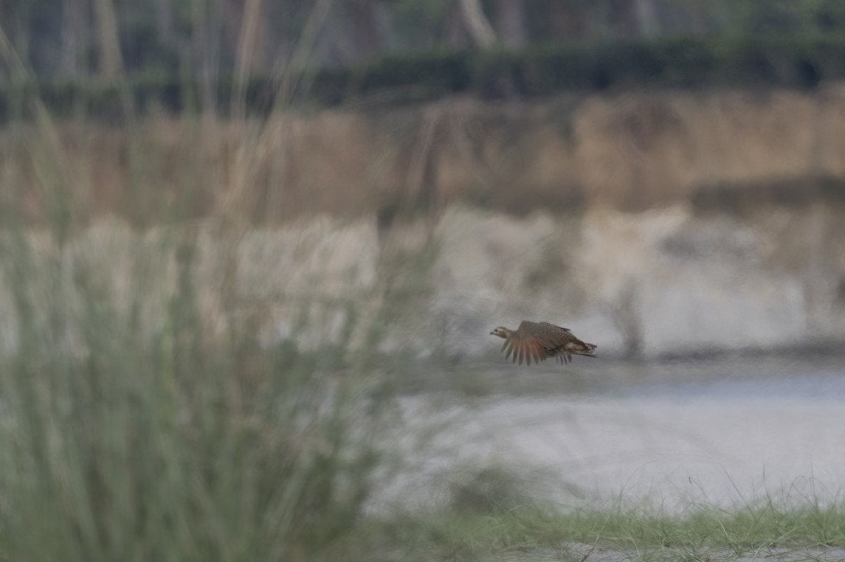 Swamp Francolin - ML646685464