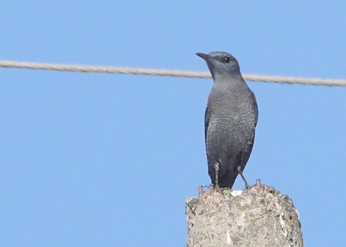 Цэнхэр жижир - ML646685468