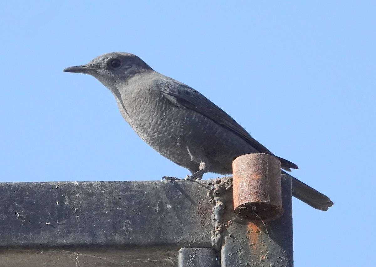 Цэнхэр жижир - ML646685469