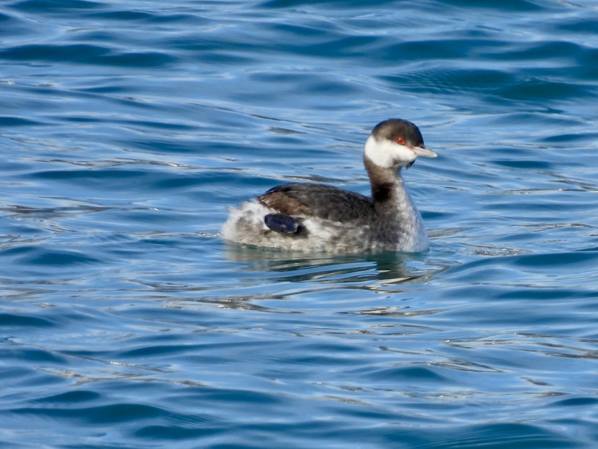 Svasso cornuto - ML646685470