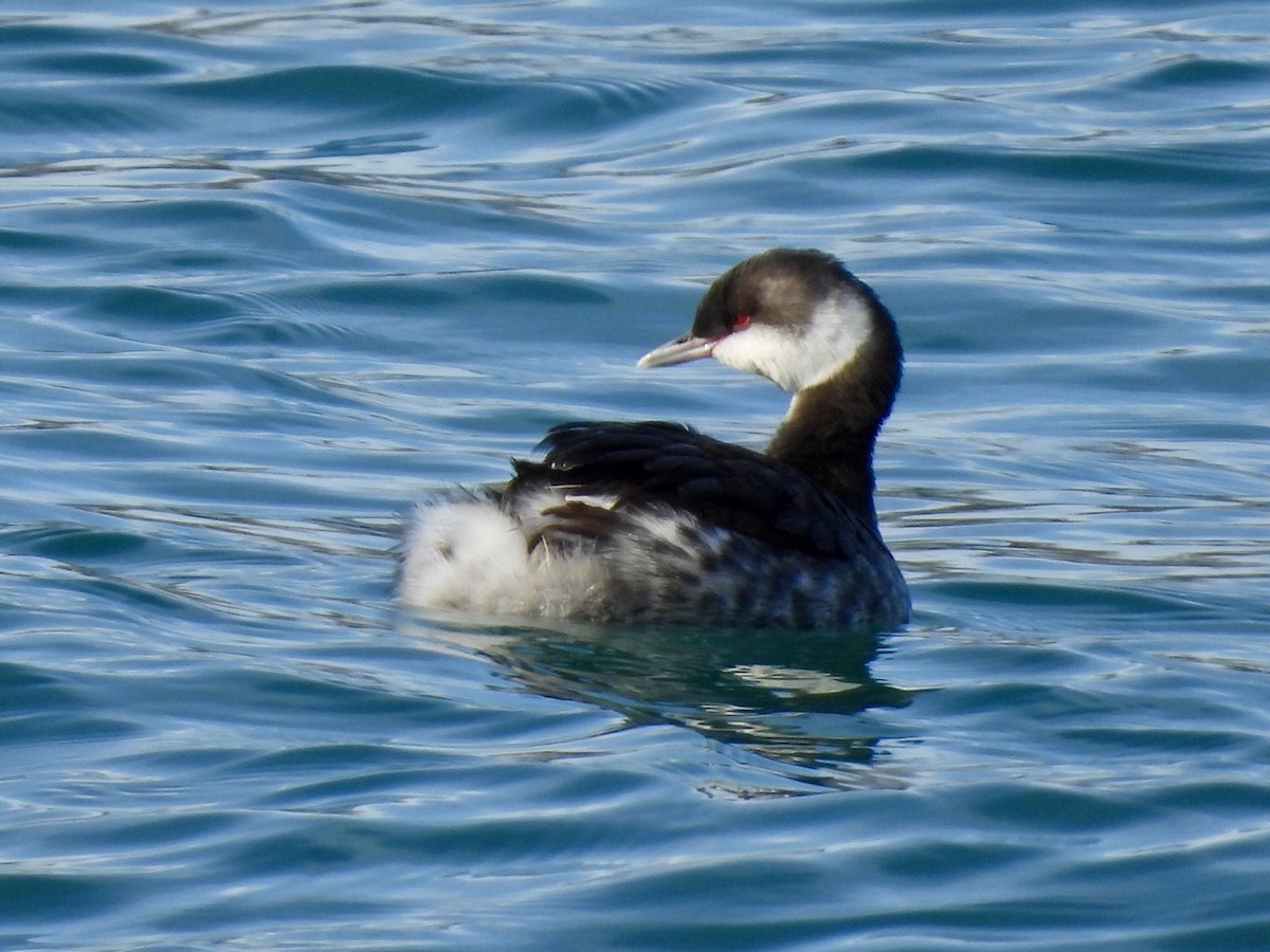 Svasso cornuto - ML646685471